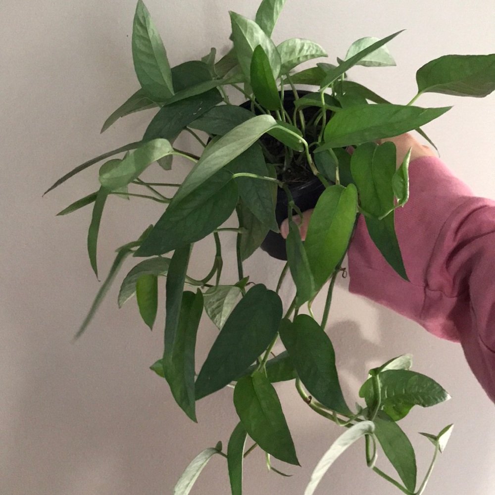 Cebu Blue Pothos cutting - Picture 2 of 6